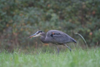 Pringle Creek Critters