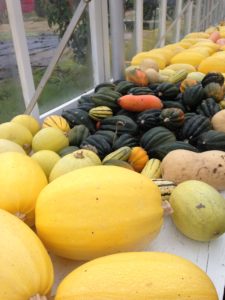 Wonderful Winter Gardening
