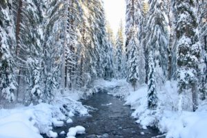 winter delights